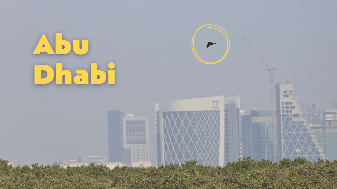 Discover the Birds of Abu Dhabi