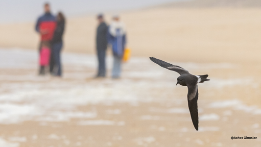 Storm-Driven Birding: How Extreme Weather Brings Unexpected Species