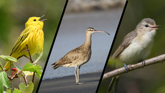 2025 Bird Taxonomy Update: New Species and New Lifers for Birders in Québec