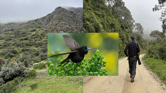 Three Essential Tools to Prepare for Birdwatching Trips